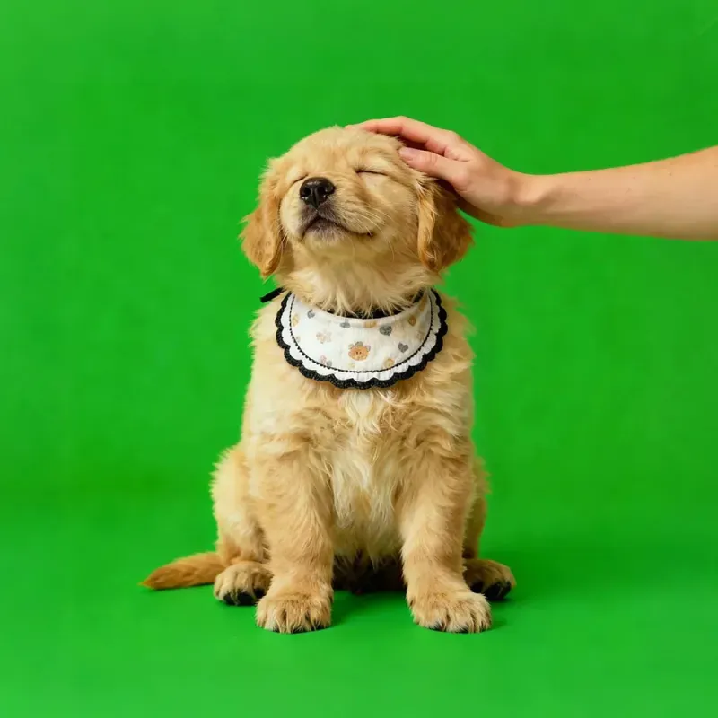 Petting Scene