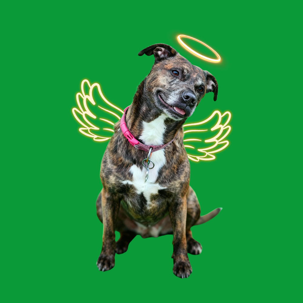 3D Angel Pet Cat Holographic House Custom Pet Memorial Display Vidio Box Lumina Boxes Gift For Pet Lovers - auphotoblanket