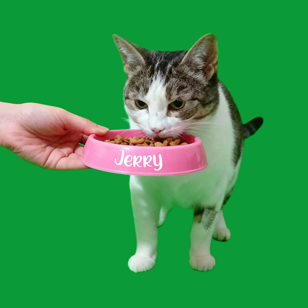 3D Angel Pet Cat Holographic House Custom Pet Memorial Display Vidio Box Lumina Boxes Gift For Pet Lovers - auphotoblanket