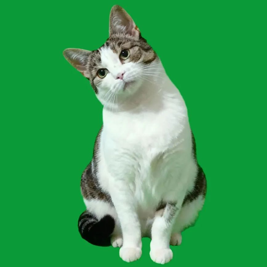 3D Angel Pet Cat Holographic House Custom Pet Memorial Display Vidio Box Lumina Boxes Gift For Pet Lovers - auphotoblanket