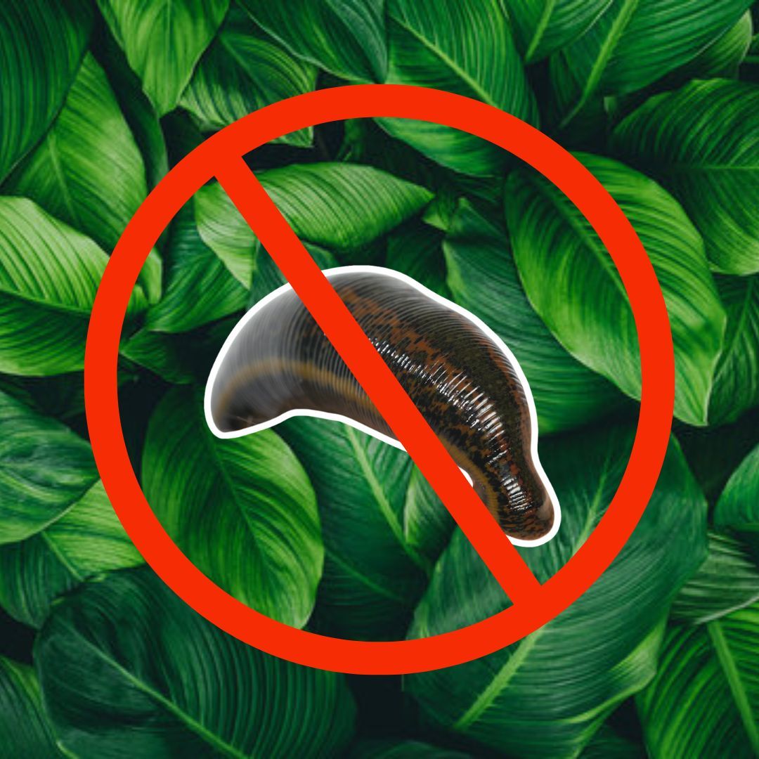 Atok’s Leech Repellent for Outdoor