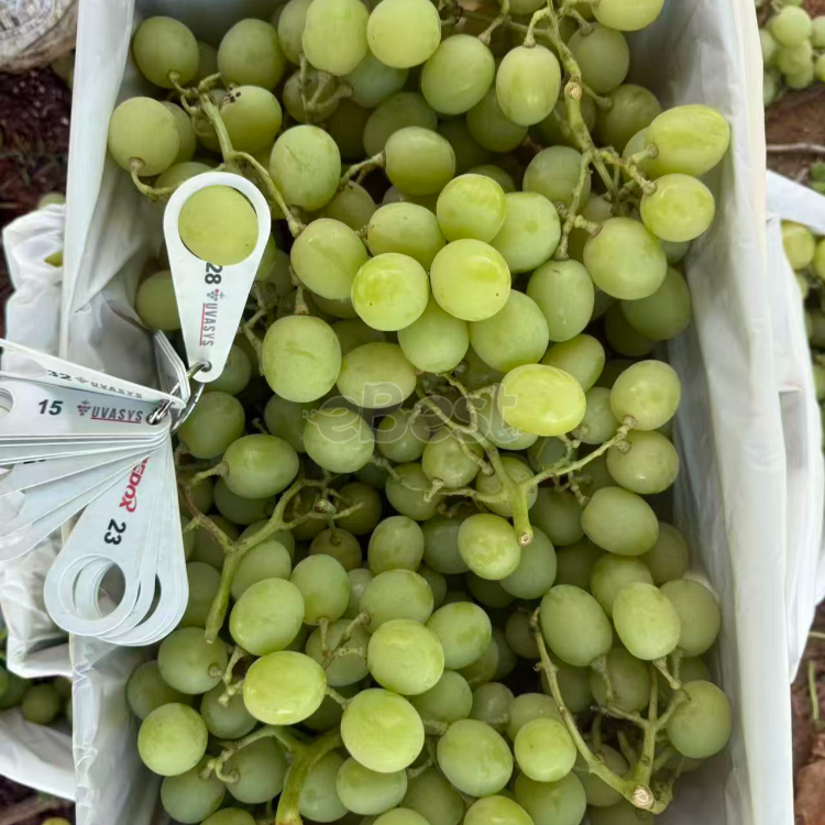 Large Autumn Crisp Green Seedless Grapes 900-1000g  eBest