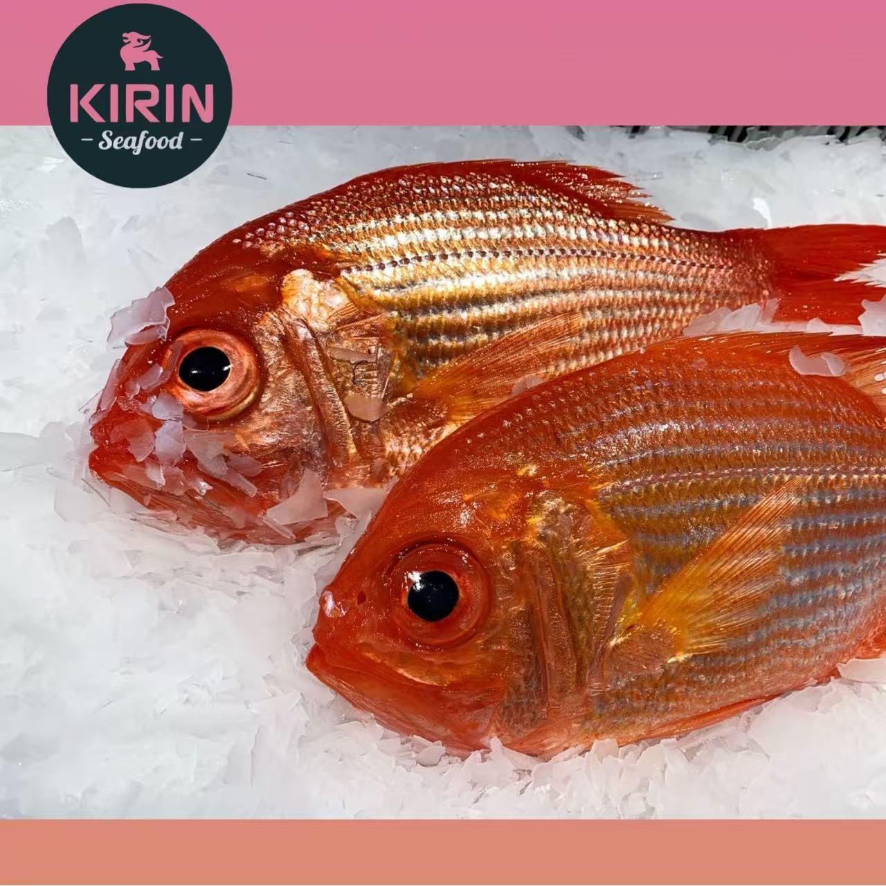 Wild deep-sea red snapper, weighing 500g each before cleaning, has sweet and firm flesh. Limited stock available daily via cold chain delivery.-eBest