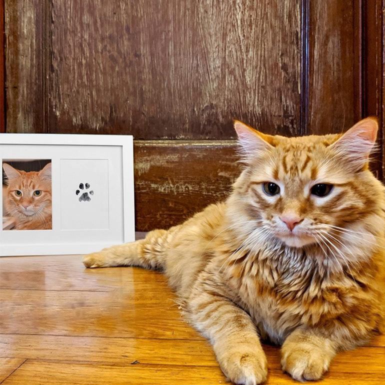 Custom Pet Paw Print Ink Pad No Mess Dog & Cat Paw Print Kit Pet Keepsake DIY Paw Impression - MyFaceSocksAU