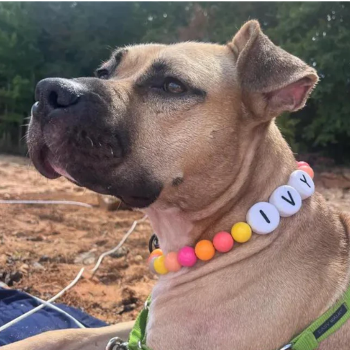 Personalized Pet Name Necklace – Comes with a Free Matching Bracelet - MyFaceSocksAU