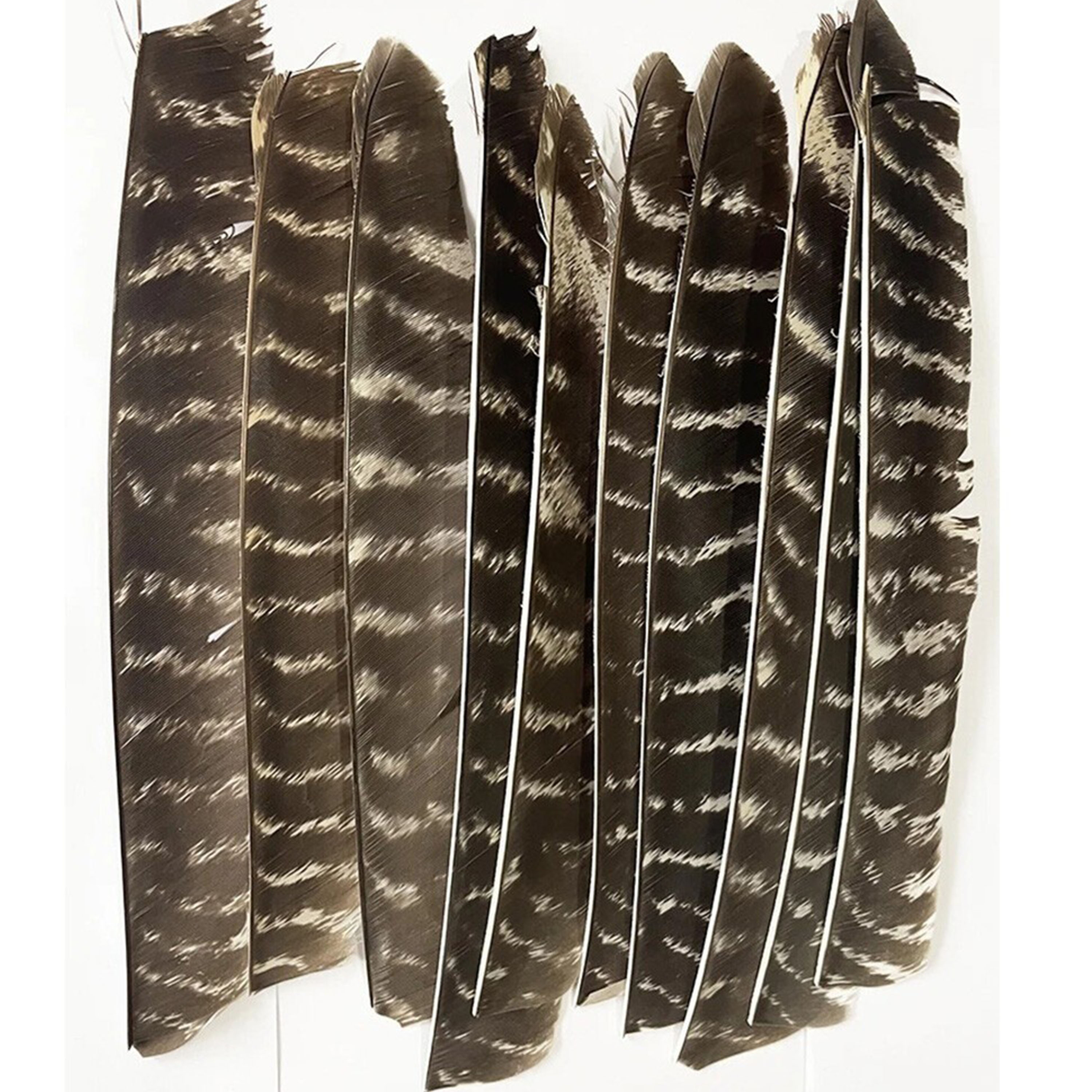 Right Left Wing Turkey Feather Fletching for Archery Arrows  50X