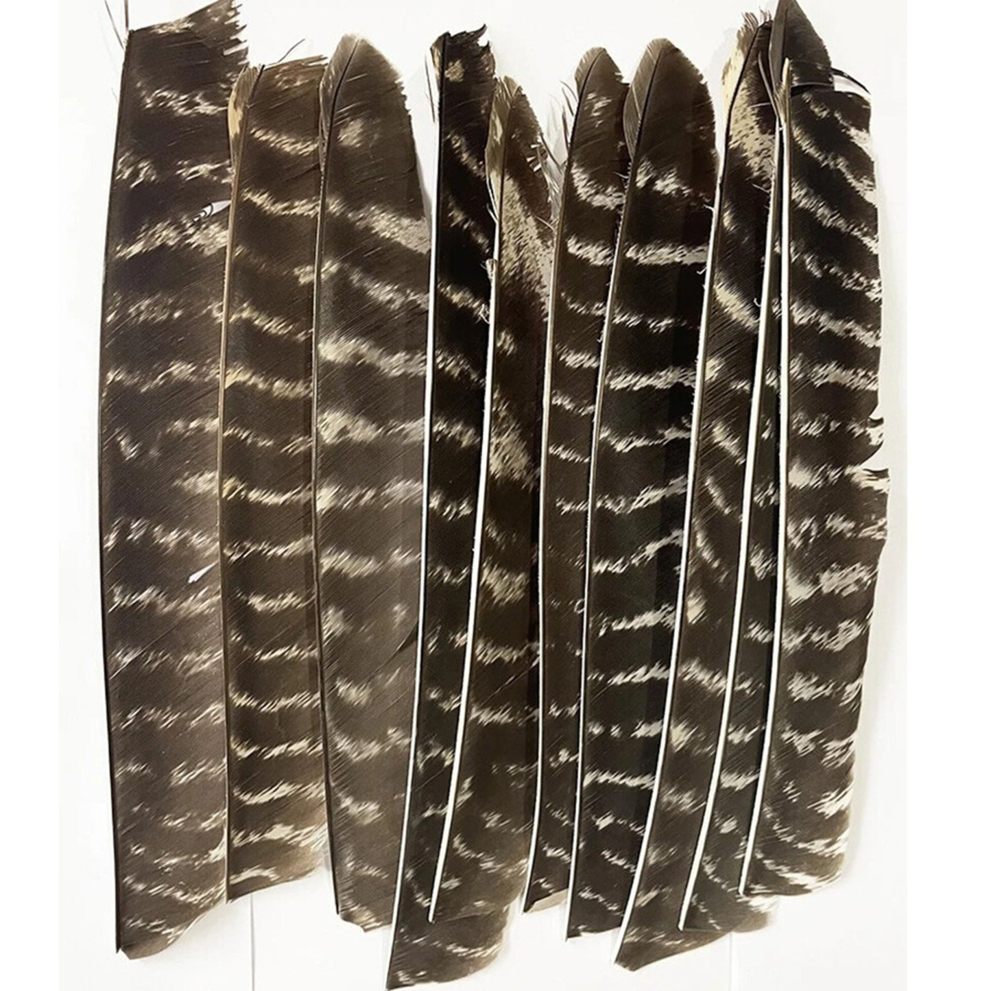 Right Left Wing Turkey Feather Fletching for Archery Arrows  50X
