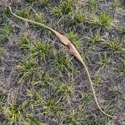 Traditional Recurve Bow Set 30-60lbs Archery Hunting Longbow 