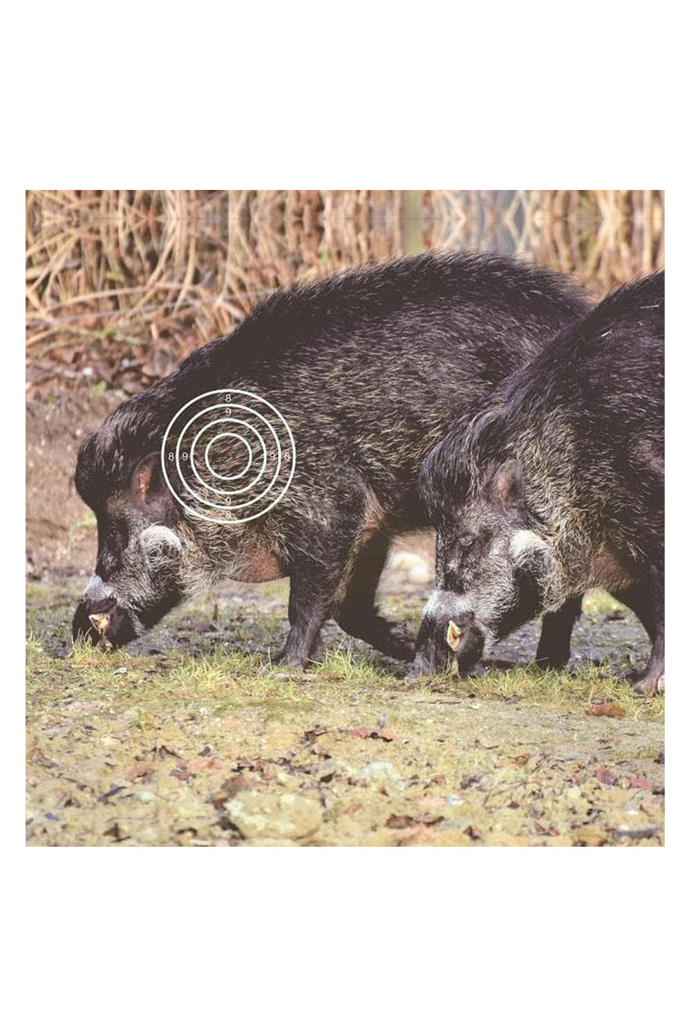 40x40cm Target Paper Shooting Archery Face Animal Field Face