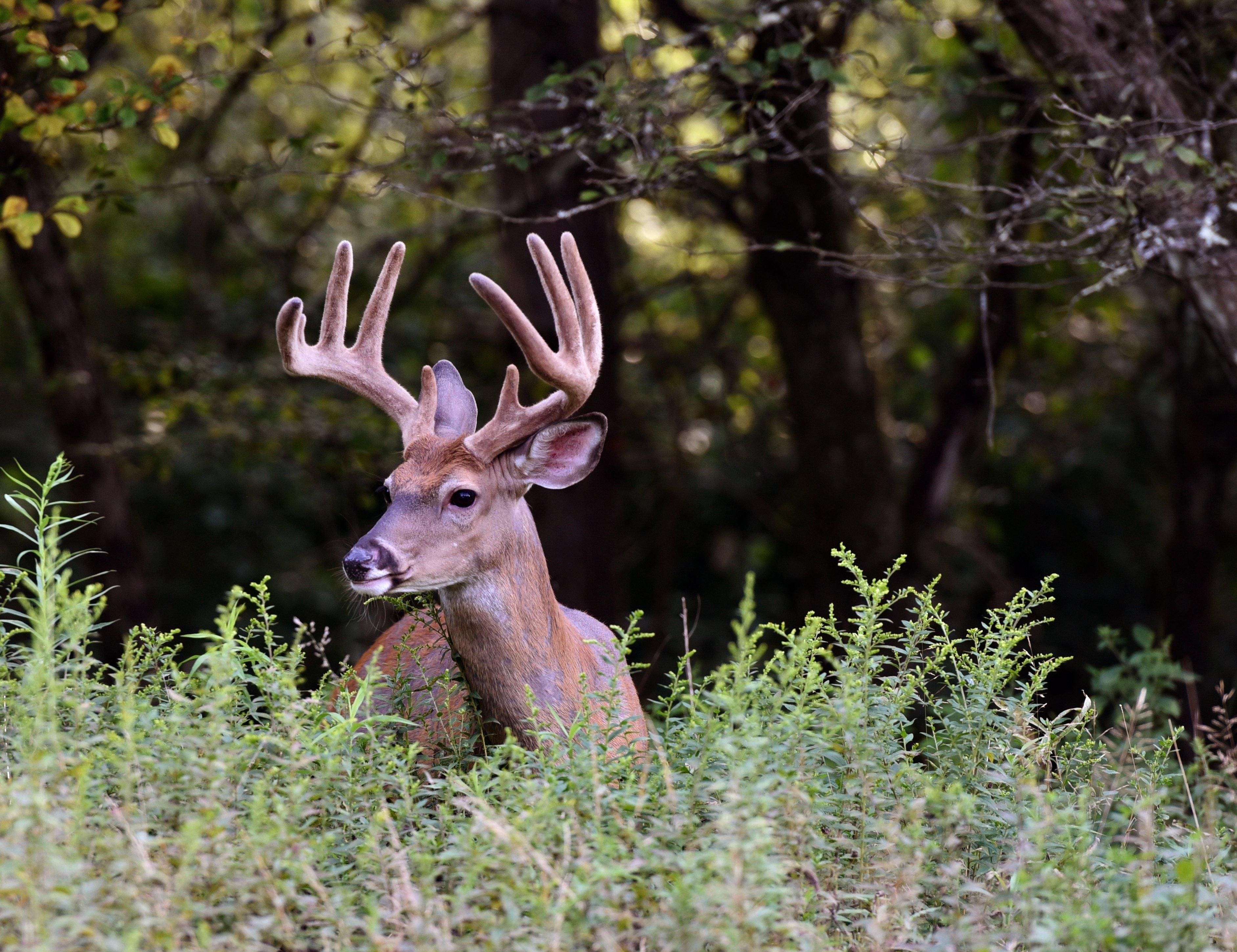 Unveiling the Hidden Gems: 3 Overlooked Habitats for Great Velvet Whitetail Deer-Lokearchery