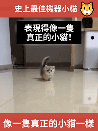 【超逼真】貓咪毛絨玩偶