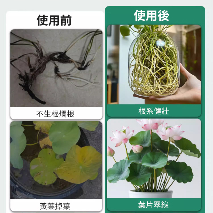 碗蓮專用營養液