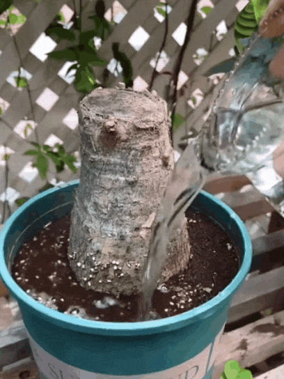 【萬物復活】通用型植物花復活液