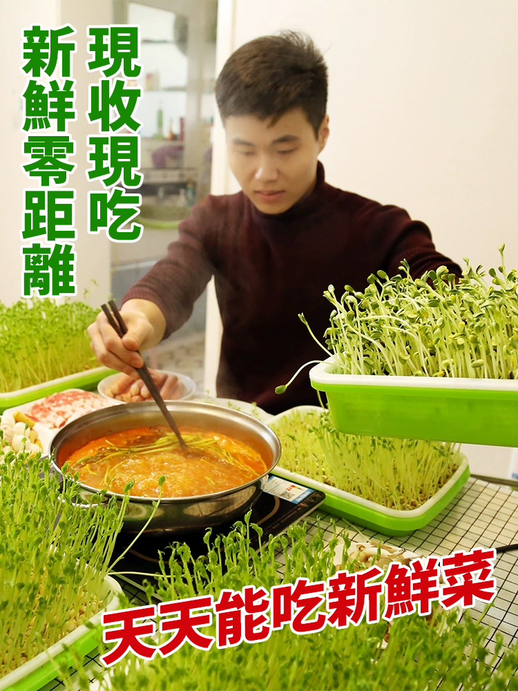 【種菜神器】水培育苗盤