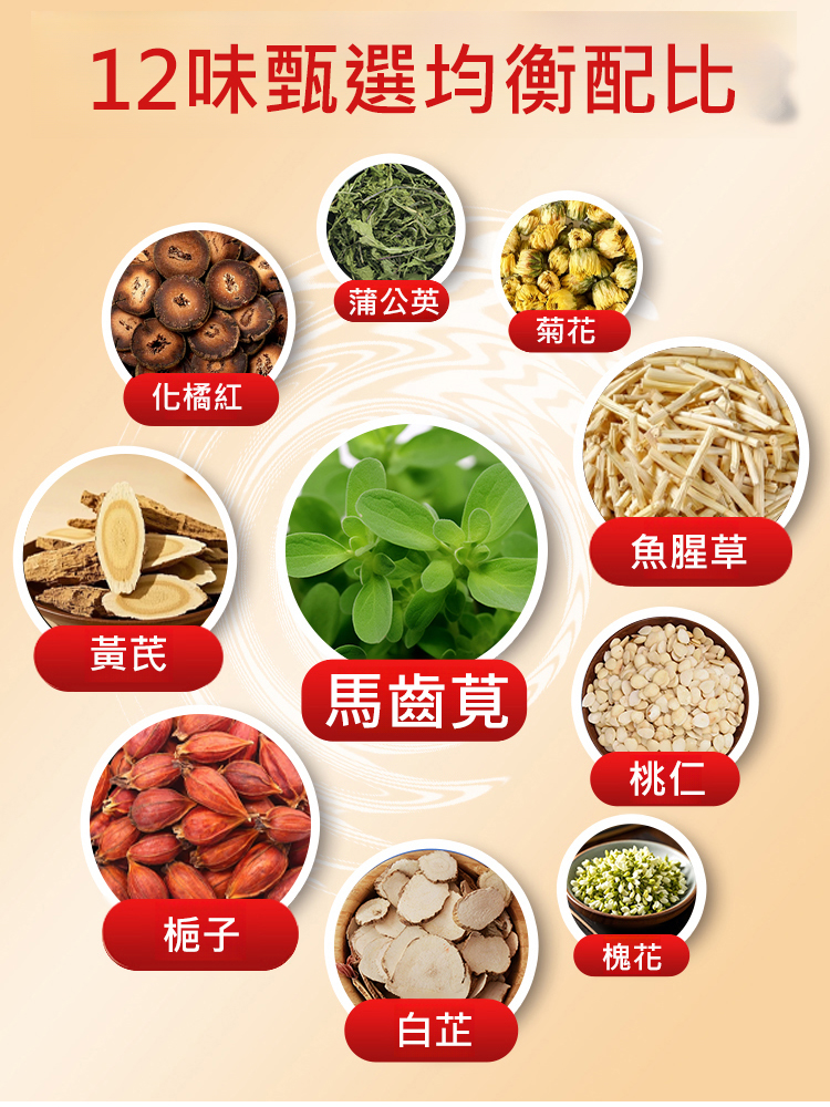 蒲菊參芪馬齒莧梔子片