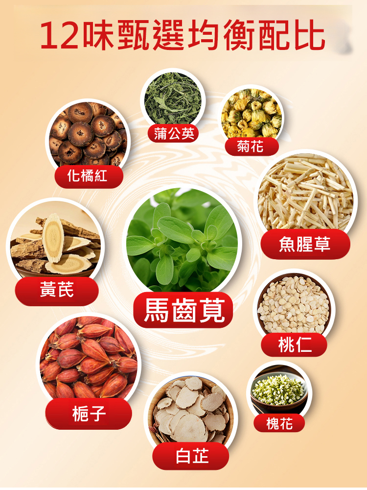 蒲菊參芪馬齒莧梔子片