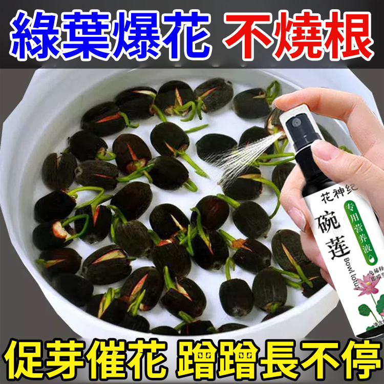 碗蓮專用營養液