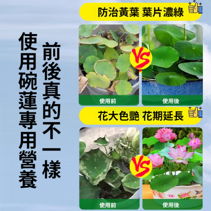 碗蓮專用營養液