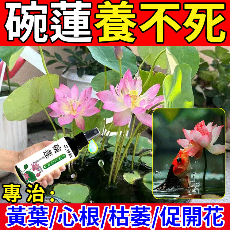 碗蓮專用營養液
