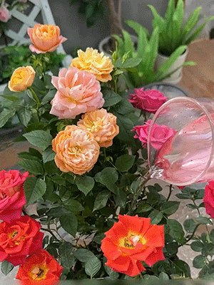 【一匙花開滿盆】快速開花粉