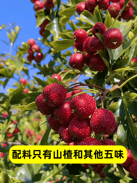 【健脾潤腸】無蔗糖雞內金六物山楂丸