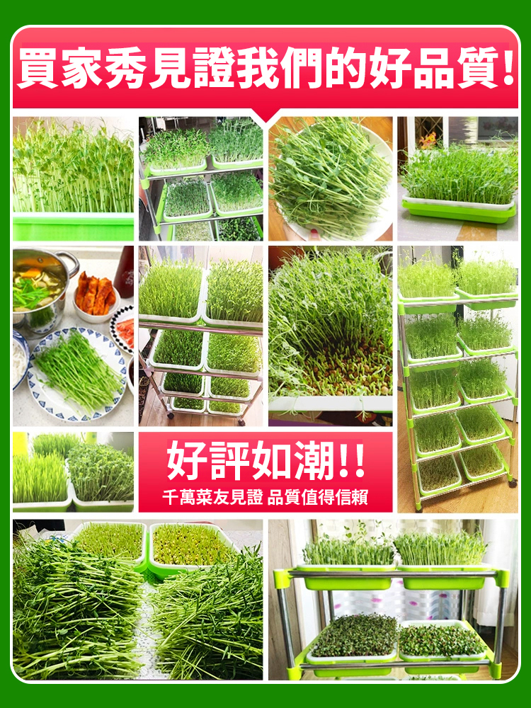 【種菜神器】水培育苗盤