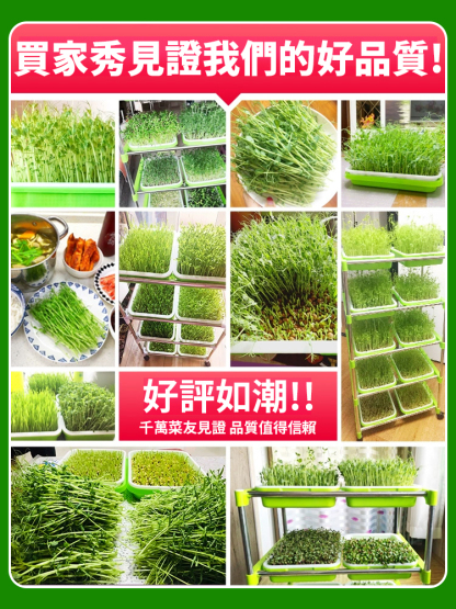 【種菜神器】水培育苗盤