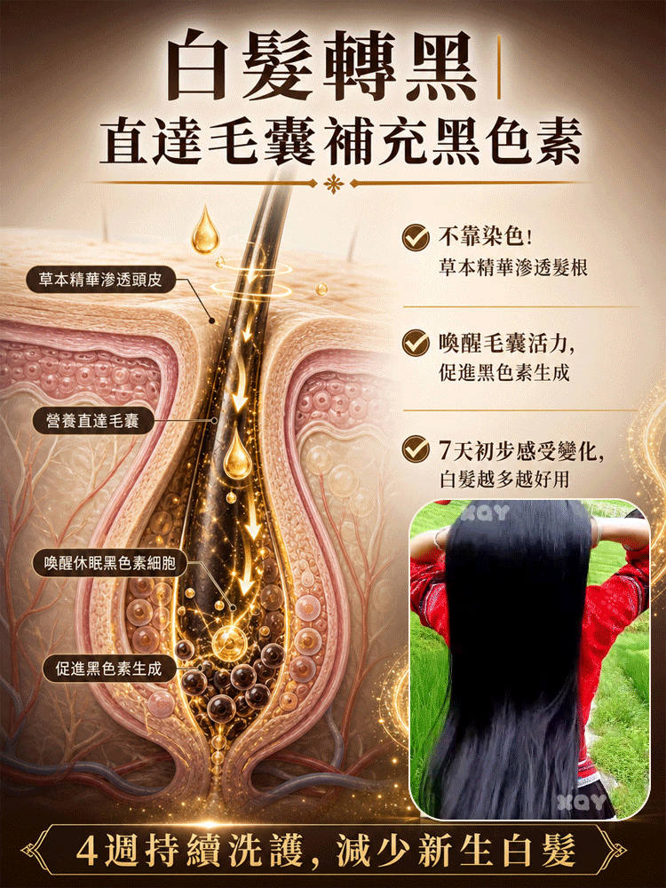 【喚醒毛囊 白髮剋星】告別染髮劑側柏葉養黑防脫洗髮水