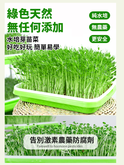 【種菜神器】水培育苗盤