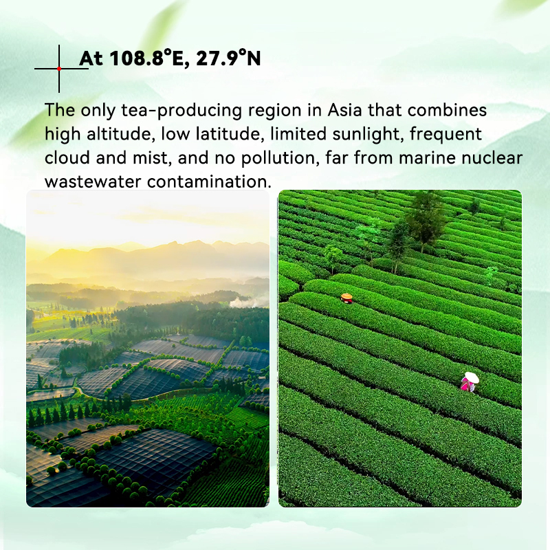 Culinary Grade Matcha Green Tea Powder 20g-USDA/EU Organic Certified