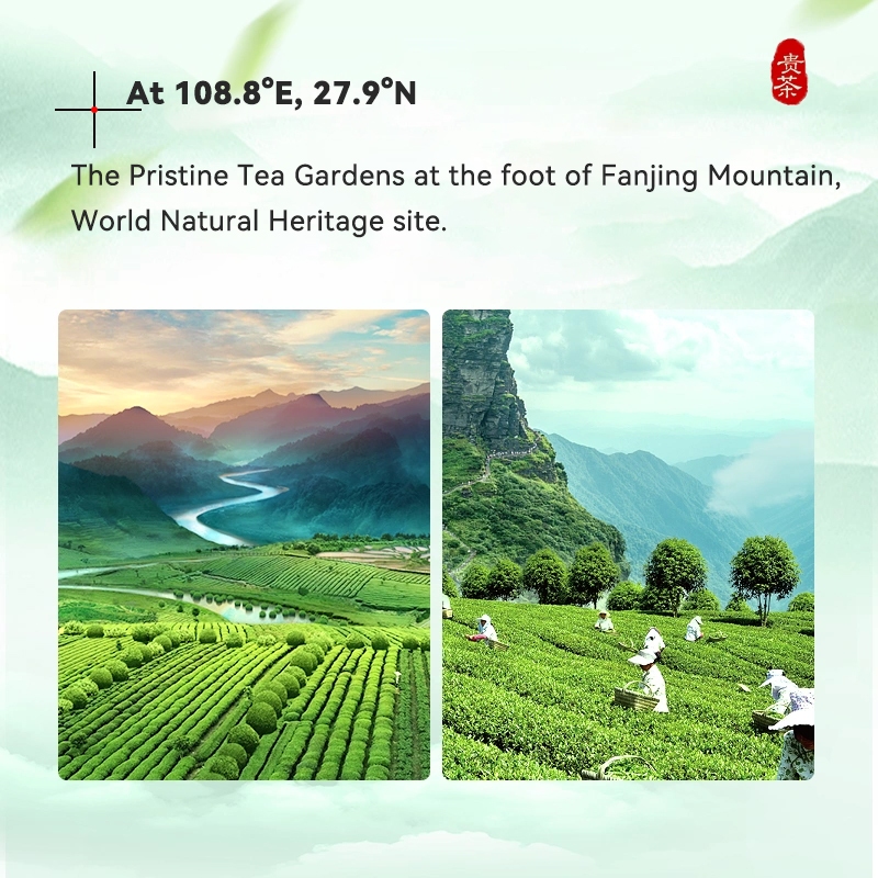 Culinary Grade Matcha Green Tea Powder 20g-USDA/EU Organic Certified