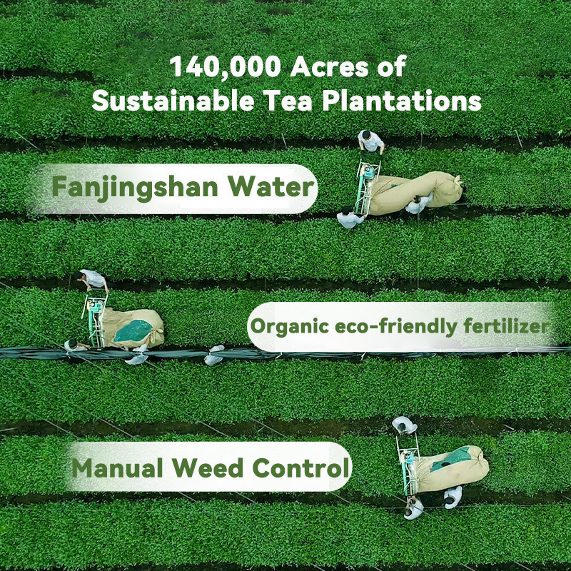 Culinary Grade Matcha Green Tea Powder 20g-USDA/EU Organic Certified