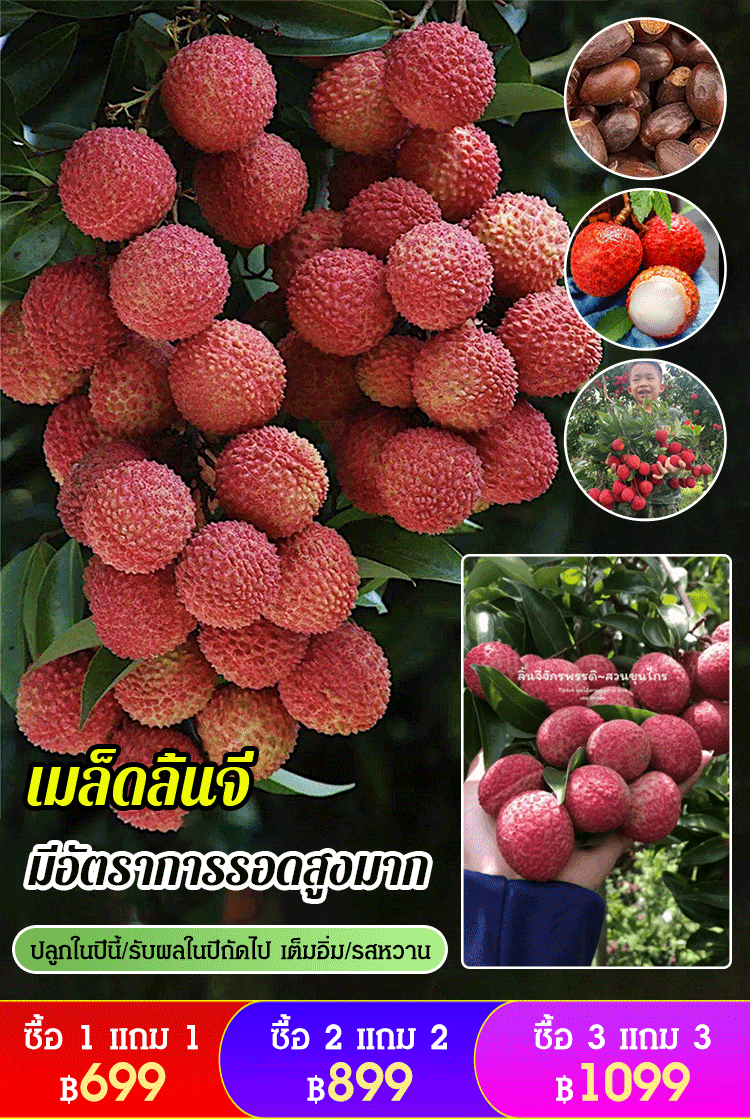 [ลิ้นจี่อร่อย] เมล็ดลิ้นจี่พันธุ์​สนมยิ้ม