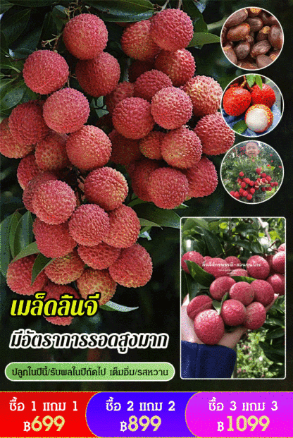 [ลิ้นจี่อร่อย] เมล็ดลิ้นจี่พันธุ์​สนมยิ้ม