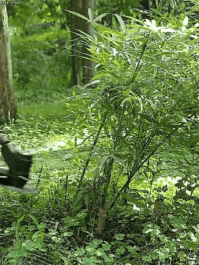 SL-【全新升级】折叠式无刷除草机_19-1.gif