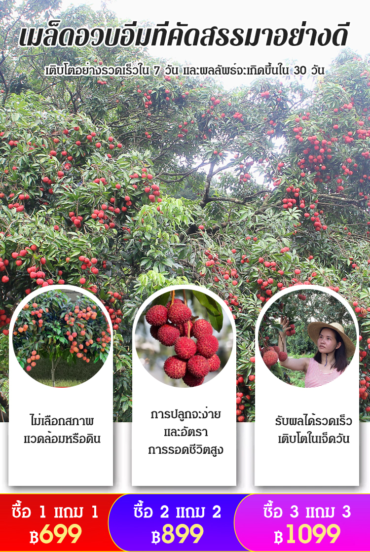 [ลิ้นจี่อร่อย] เมล็ดลิ้นจี่พันธุ์​สนมยิ้ม
