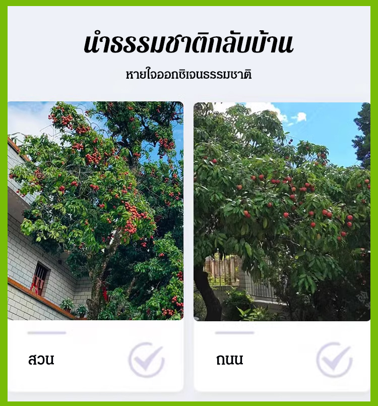 HFH-【荔枝畅想】妃子笑荔枝种子_27.jpg