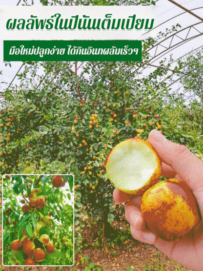 ต้นกล้าพุทราน้ำตาลกรวดขนาดใหญ่