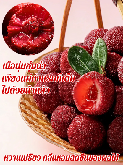 เมล็ดเบย์เบอร์รี่ปลูกในหน้าบ้าน