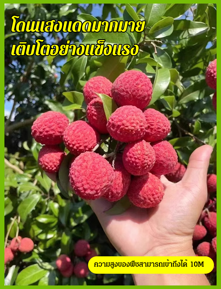 HFH-【荔枝畅想】妃子笑荔枝种子_21.jpg