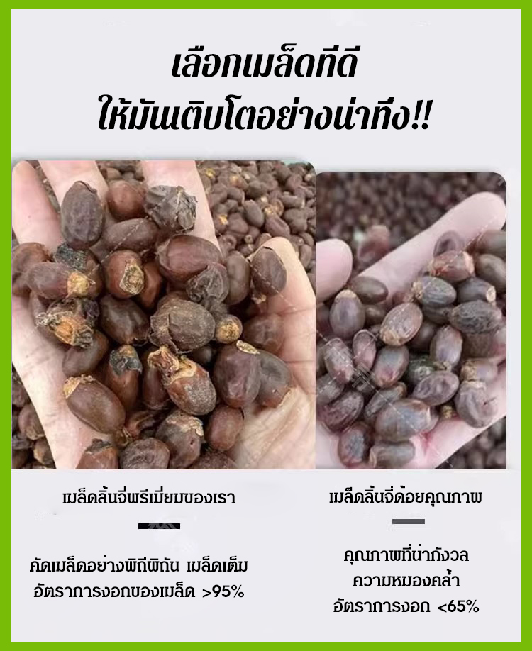 HFH-【荔枝畅想】妃子笑荔枝种子_11.jpg