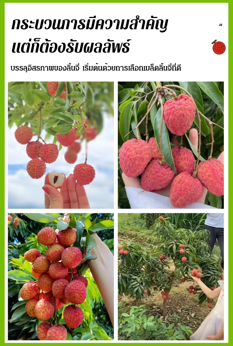 HFH-【荔枝畅想】妃子笑荔枝种子_29.jpg