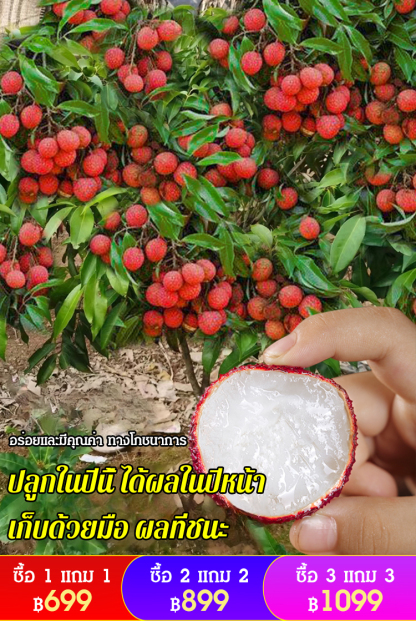 [ลิ้นจี่อร่อย] เมล็ดลิ้นจี่พันธุ์​สนมยิ้ม