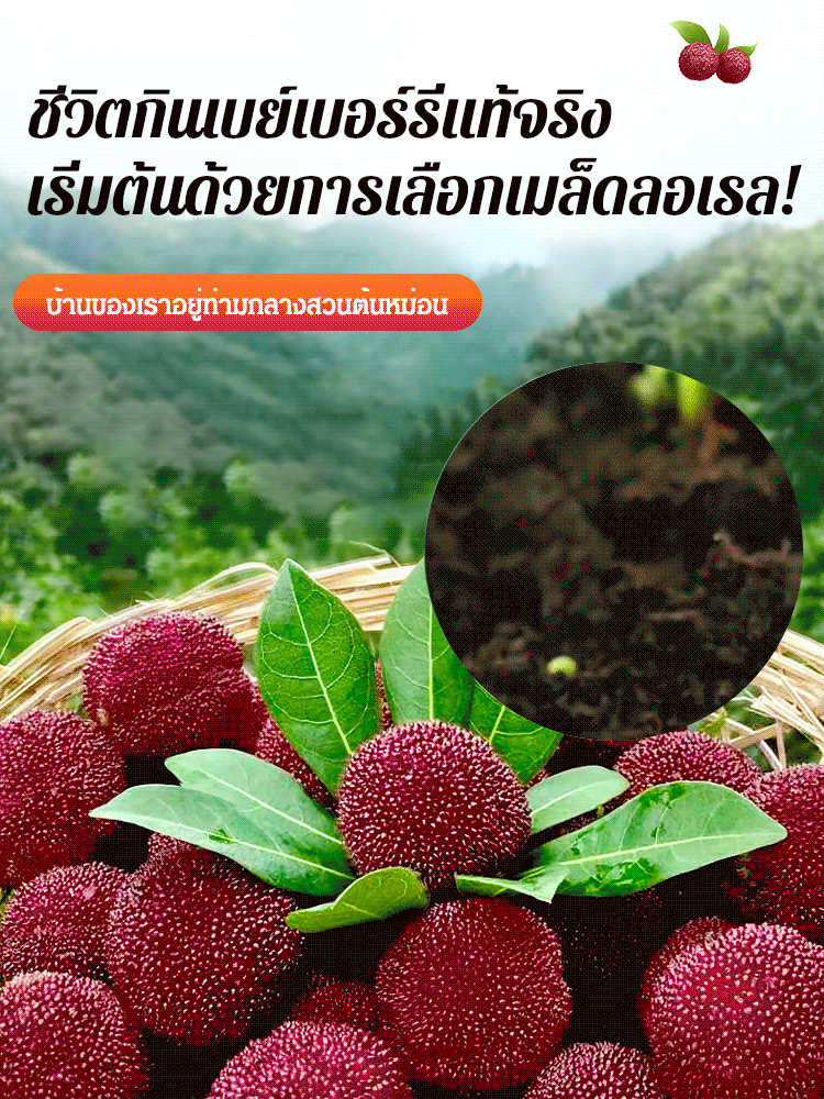 เมล็ดเบย์เบอร์รี่ปลูกในหน้าบ้าน