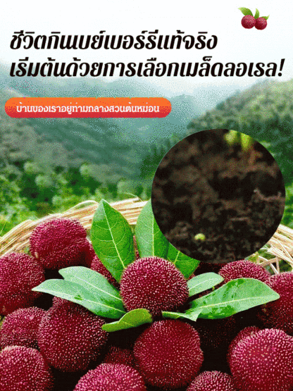 เมล็ดเบย์เบอร์รี่ปลูกในหน้าบ้าน