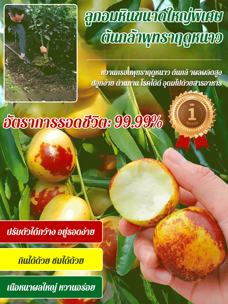 ต้นกล้าพุทราน้ำตาลกรวดขนาดใหญ่