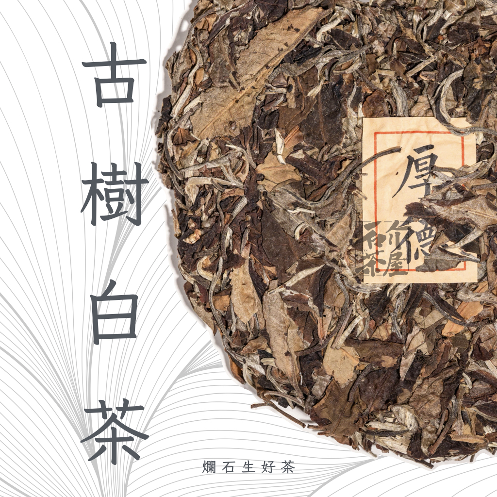 古樹白茶 Ancient Tree White Tea
