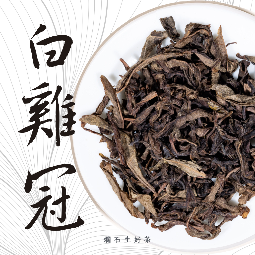  白雞冠｜四大名叢 - 老欉白雞冠