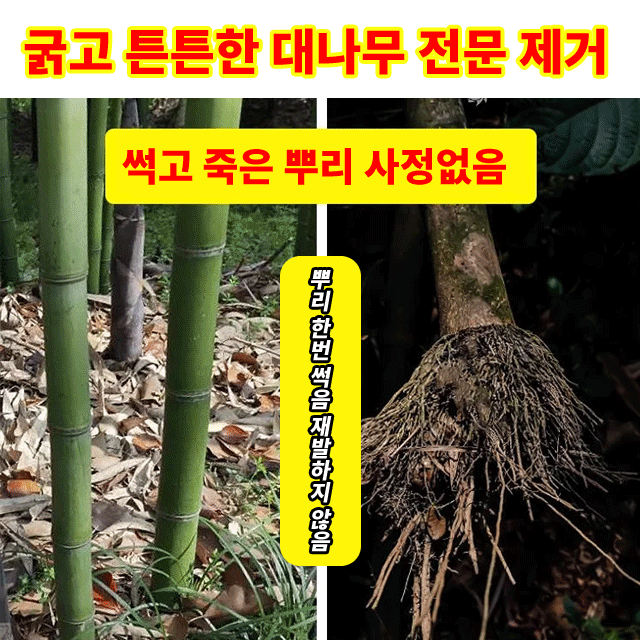 【🏅품질보증】나무·대나무 독살, 뿌리 근절, 한 번에 뿌리 뽑기, 1팩 1년 사용 가능