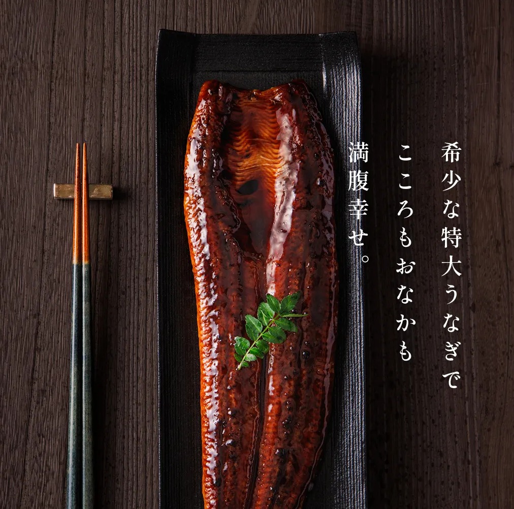 鹿兒島產 日本特大鰻魚